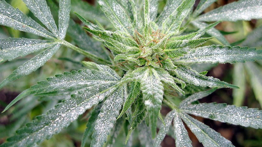 How to control powdery mildew on cannabis?